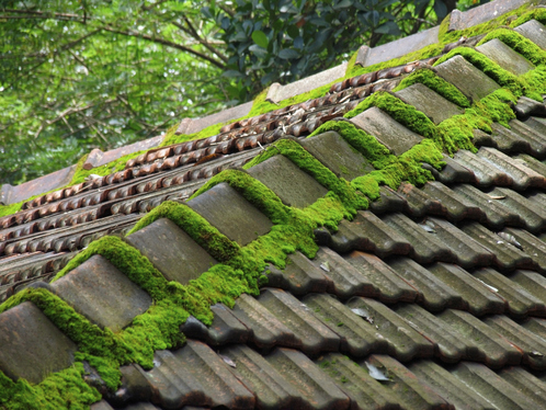 Démoussage de toiture à Saint-Huruge